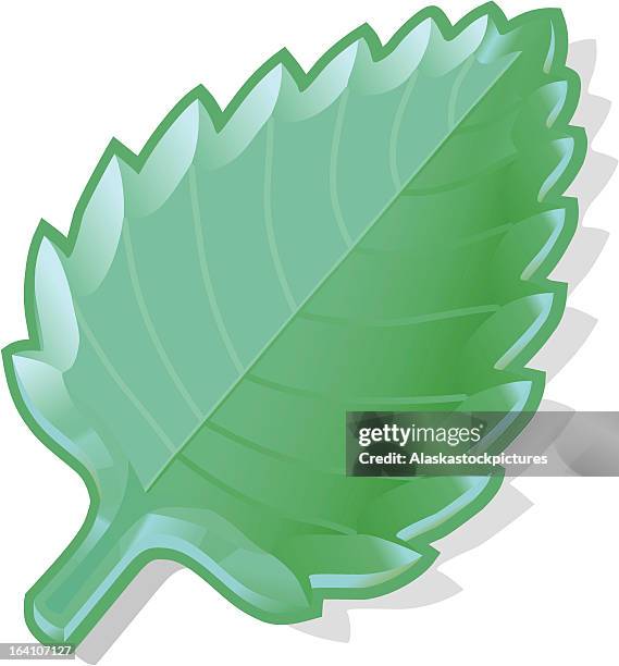 fresh mintleaf - peppermint leaves stock illustrations