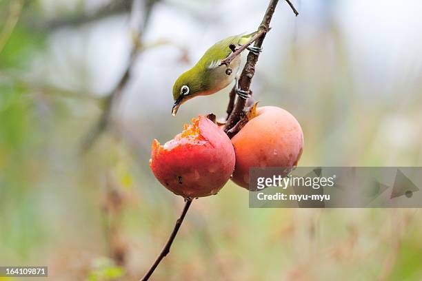 japaneze white-eye and japanese persimmon - swallow bird - fotografias e filmes do acervo