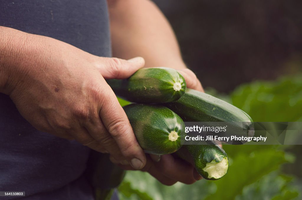 Holding Courgettes