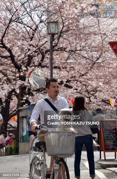 Man transports his little dog in the basket of his bicycle as he walks past cherry blossom trees along a riverside promenade in Tokyo on March 20,...