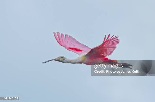 a roseate spoonbill in flight. - platalea ajaja stock-fotos und bilder