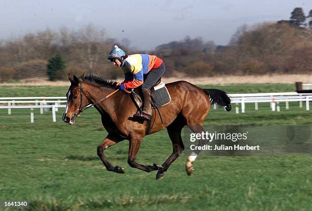 Florida Pearl, the current favourate for Thursdays Gold Cup, is put through a morning gallop by Jackie Mullins, wife of the trainer Willie, at...