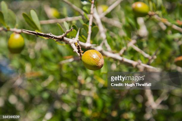 argan fruit on argan tree - arganier photos et images de collection
