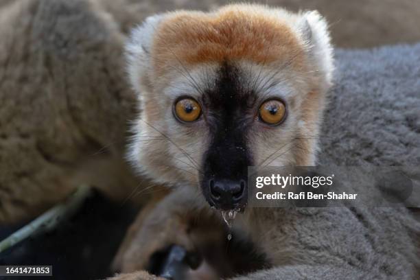 Fronted 84 Red Fronted Brown Lemur Stock Photos, High-Res Pictures, and Images ...