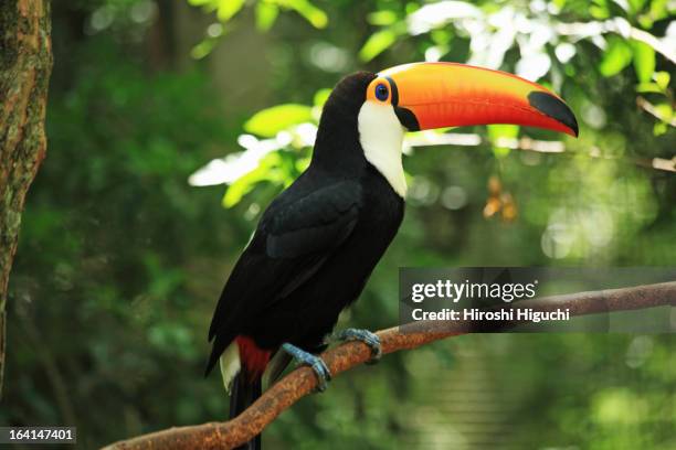 toucan - toco toucan stock pictures, royalty-free photos & images