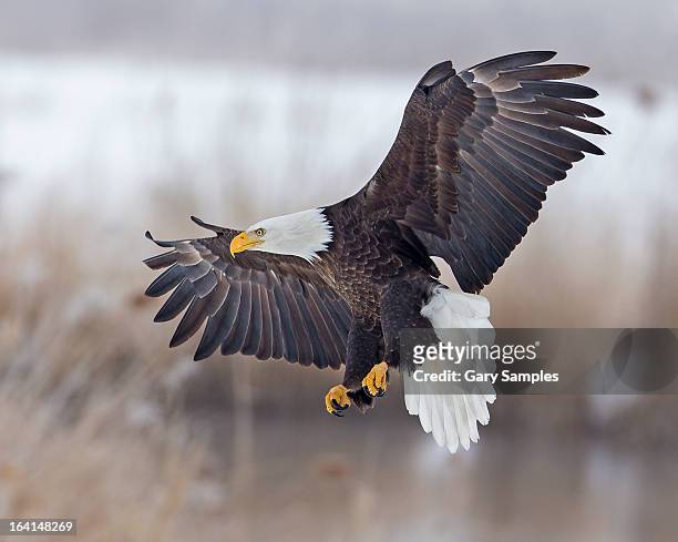 go eagles images