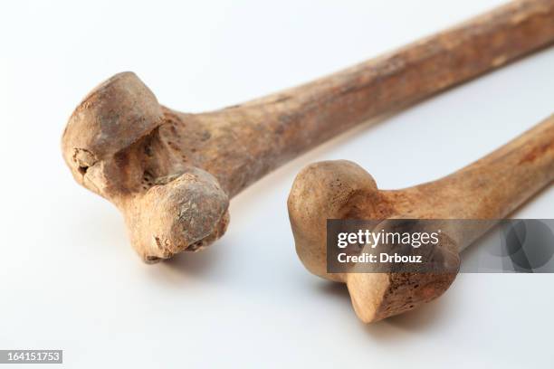 human bones - femur stock pictures, royalty-free photos & images