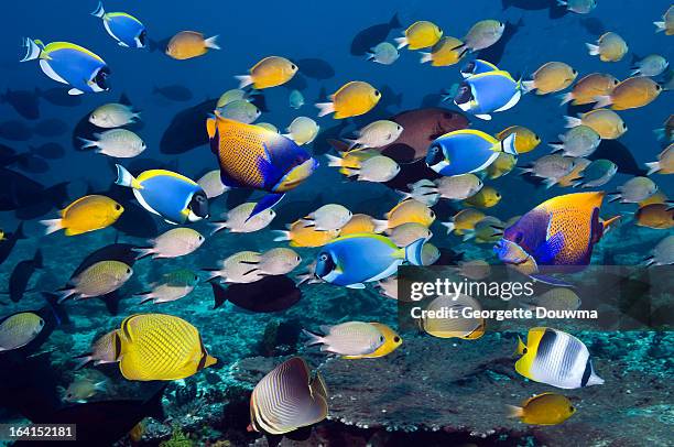 tropical reef fish - euxiphipops navarchus fotografías e imágenes de stock