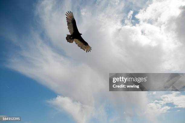 soaring turkey vulture - turkey vulture stock pictures, royalty-free photos & images