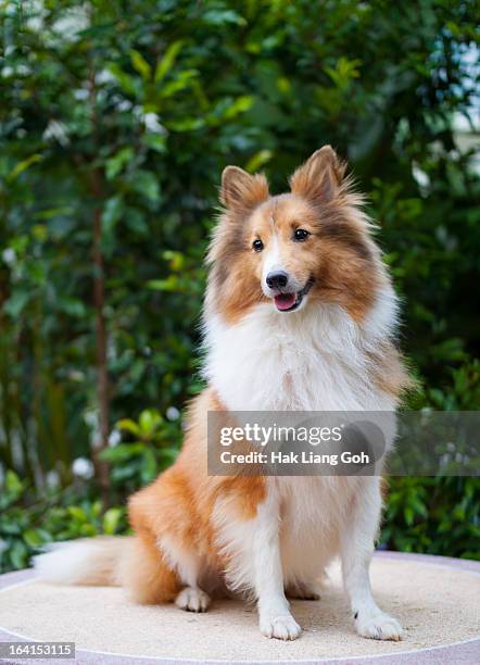 portrait of a dog - collie stock pictures, royalty-free photos & images