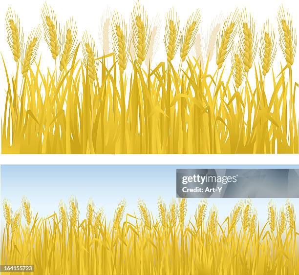 cropped-hosen - grain field stock-grafiken, -clipart, -cartoons und -symbole