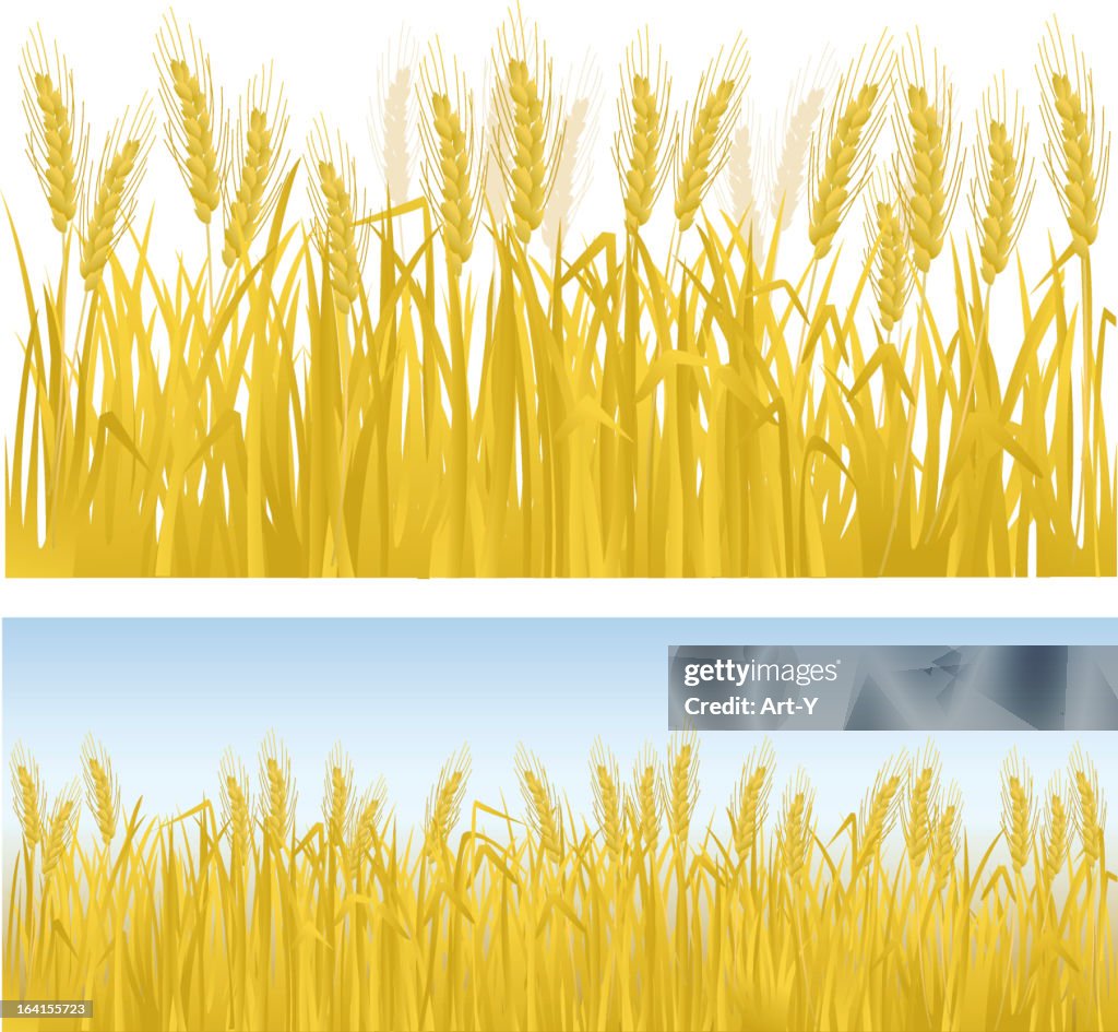 Clip art of rows of golden wheat