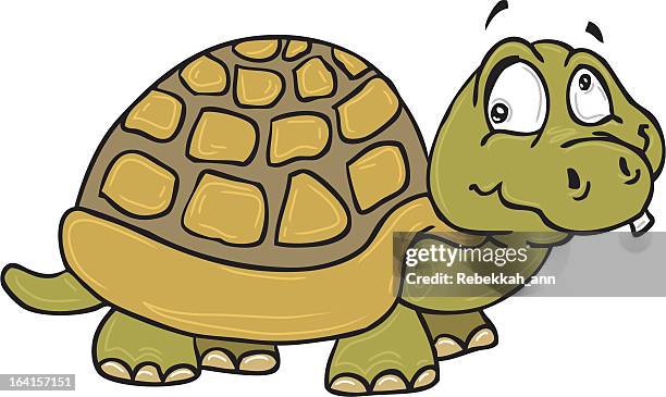 stupid turtle - turtle shell stock illustrations