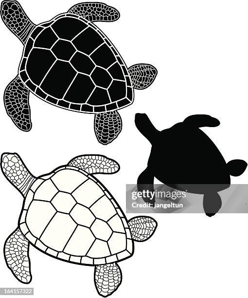 stockillustraties, clipart, cartoons en iconen met sea turtle - turtle