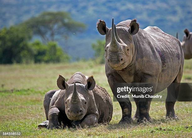 black rhino with calf - neushoorn stockfoto's en -beelden