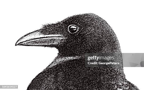 crow head - crow eye stock illustrations