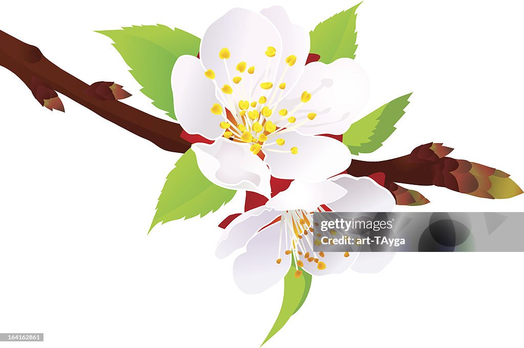 Spring blossom