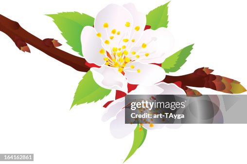 Spring blossom Spring blossom