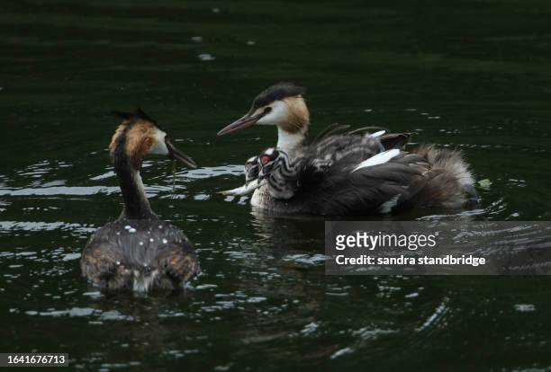 a pair of great crested grebe, podiceps cristatus, are swimming on a river. one of the grebes is carrying two babies on its back and the other parent bird has just fed the cute babies a fish what they are fighting over. - animal back stock pictures, royalty-free photos & images