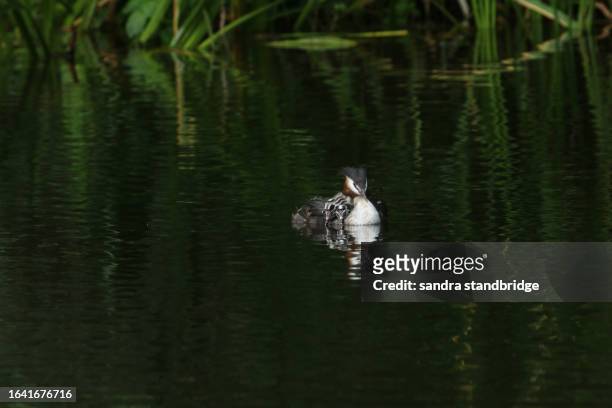 a great crested grebe, podiceps cristatus, is swimming on a river with her three babies being carried on her back. - animal back stock pictures, royalty-free photos & images