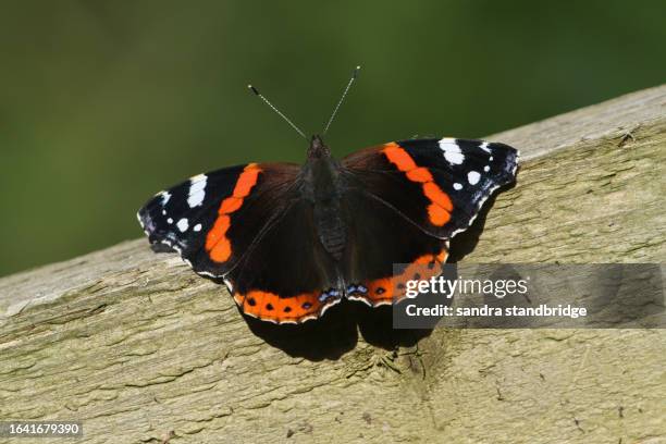 a pretty red admiral butterfly, vanessa atalanta, resting on a wooden fence. - mariposa numerada fotografías e imágenes de stock