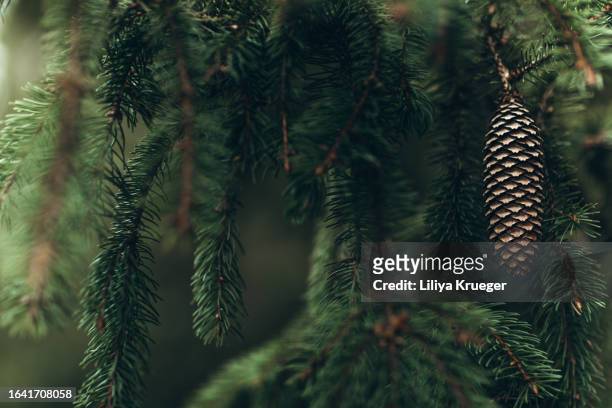 abstact christmas oder new year background with fir branches, copy space. - evergreen plant stock pictures, royalty-free photos & images