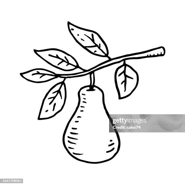 pear on the branch sketch illustration - pear tree stock illustrations
