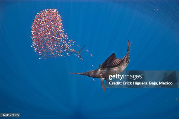 persecution - sailfish stock pictures, royalty-free photos & images