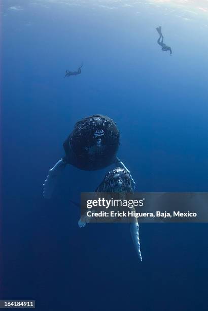 mom and baby - meeresfisch stock-fotos und bilder