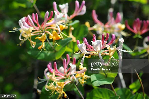 honeysuckle (temperate flower) - honeysuckle stock pictures, royalty-free photos & images