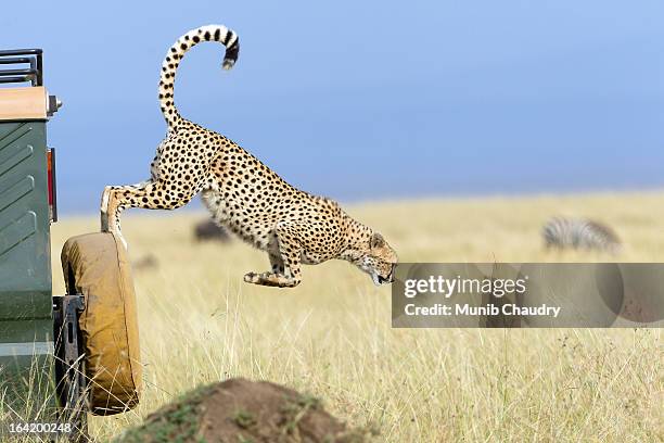 the flying cheetah of mara - gepard stock-fotos und bilder