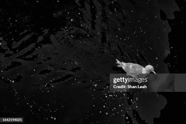 seagull on water - renegades v stars stock pictures, royalty-free photos & images