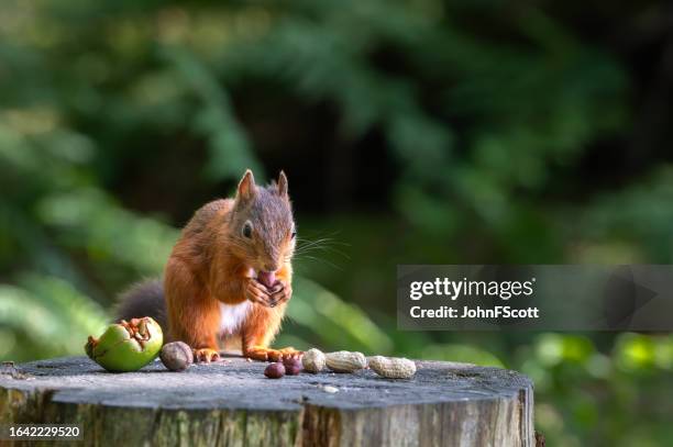 red squirrel sitting eating a nut - dumfries and galloway stock pictures, royalty-free photos & images