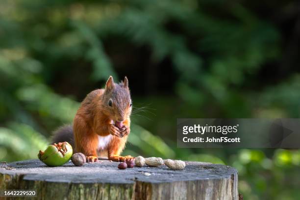 esquilo vermelho sessão comendo uma noz - dumfries - fotografias e filmes do acervo