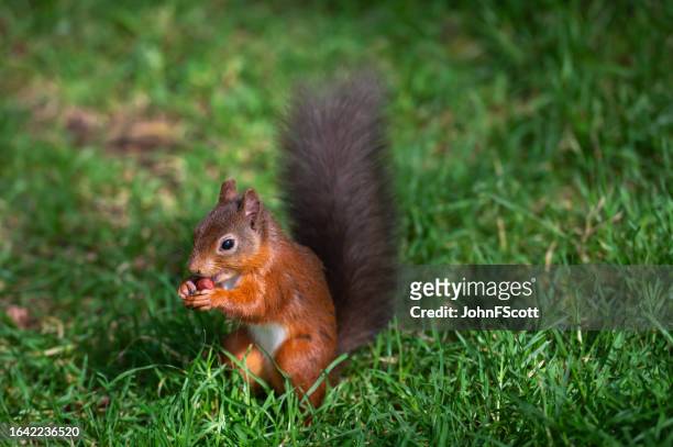 red squirrel sitting on the ground eating a nut - dumfries and galloway stock pictures, royalty-free photos & images