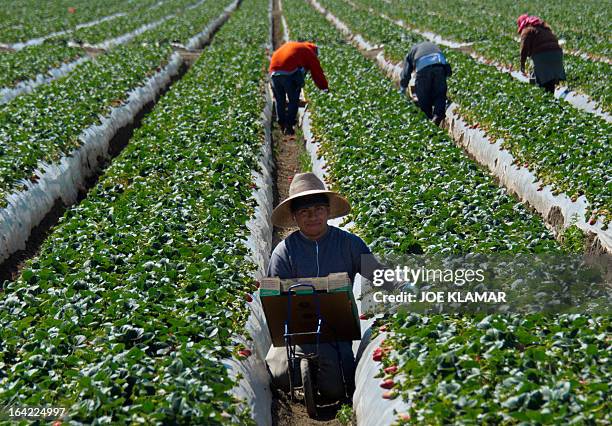 Migrant workers harvest strawberries at a farm March 13, 2013 near Oxnard, California. A mess with no easy fix: American crops going unpicked -- it's...