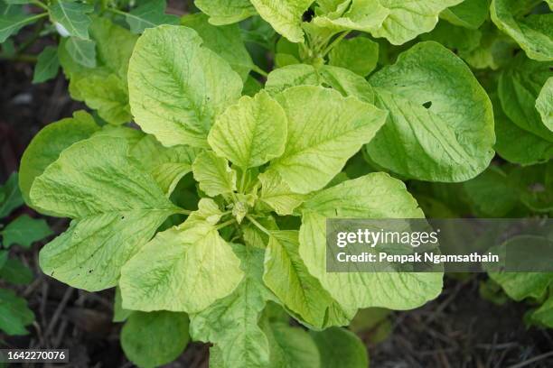 spinach amaranthus viridis, amaranthaceae green leaves vegetable fresh blooming in garden, nature food background - amarant stock-fotos und bilder