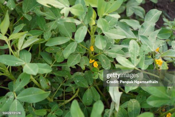 peanut yellow flower green leaves - peanuts field stock-fotos und bilder