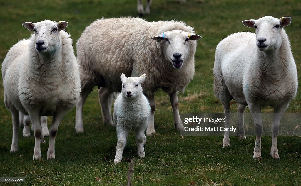 A Farmer Helps His Ewes Give Birth As Lambing Season Begins