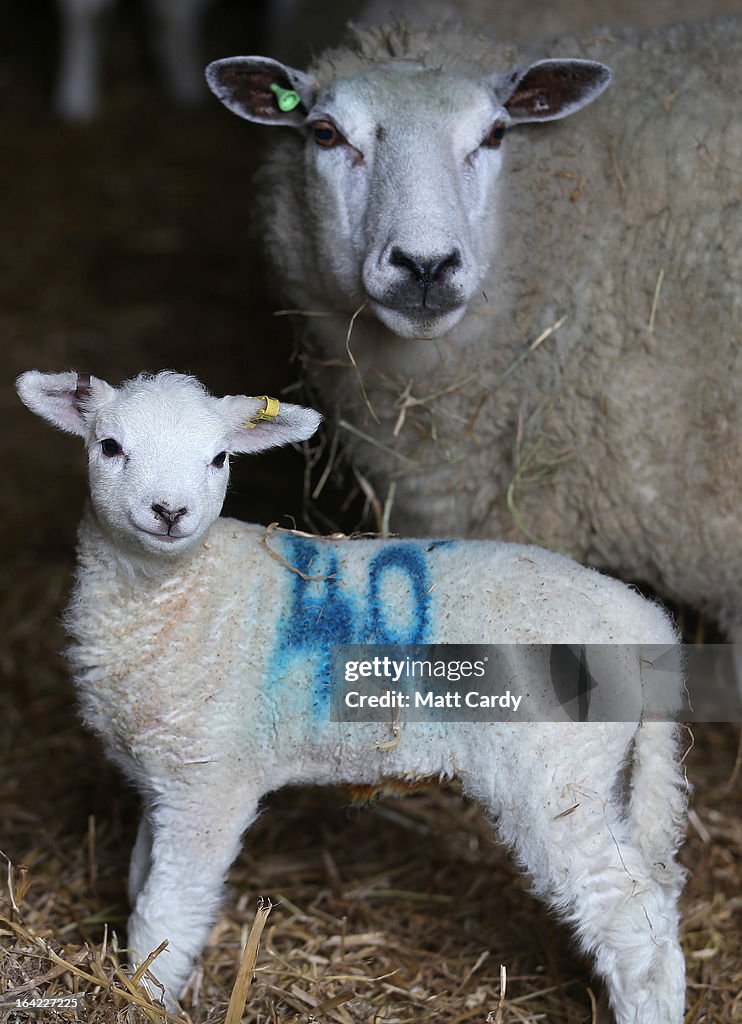 A Farmer Helps His Ewes Give Birth As Lambing Season Begins