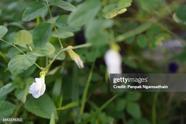 blue butterfly pea white color flower clitoria ternatea l. in soft focus on green blur nature background flowering vine blooming in garden, which grows in tropics of asia, clitoria ternatea single blue - clitoria stockfoto's en -beelden