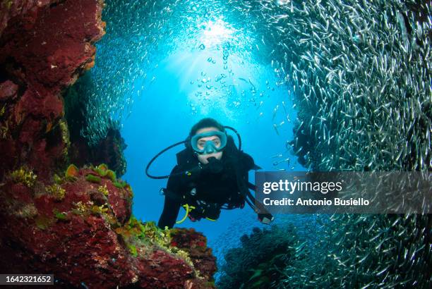 scuba diver swimming through a school of silverside fish - plongée sous marine autonome photos et images de collection