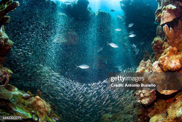 big school of silverside with bar jack - roatan stock pictures, royalty-free photos & images