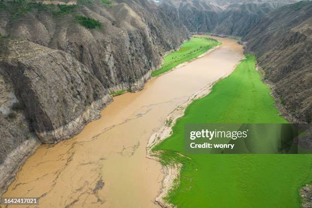 aerial view of river huang he changing from green to yellow - river huang he stock pictures, royalty-free photos & images