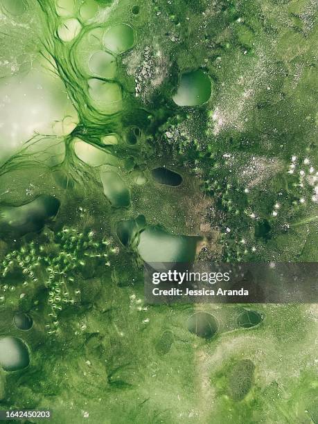 green bio abstract texture - photosynthesis 個照片及圖片檔