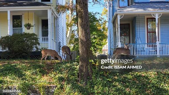 US-ANIMAL-DEER-WASHINGTON