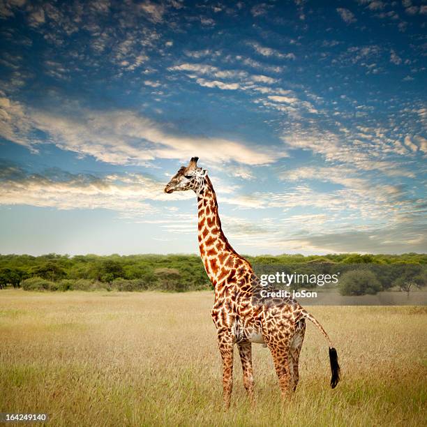 giraffe at serenget in national park,tanzania - giraffe stock-fotos und bilder