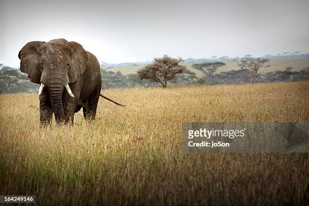 african elephant, serengeti national park - afrikanischer elefant stock-fotos und bilder