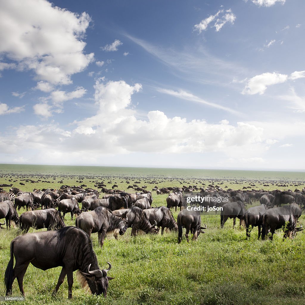 Wildebeest migration, Great Plains, Tanzania