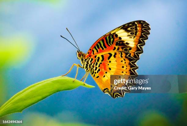 beautiful orange colourful butterfly on leaf - comportamento animale foto e immagini stock